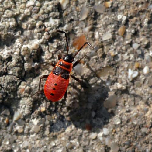 Réf. 265 110 : Pyrrhocoris apterus